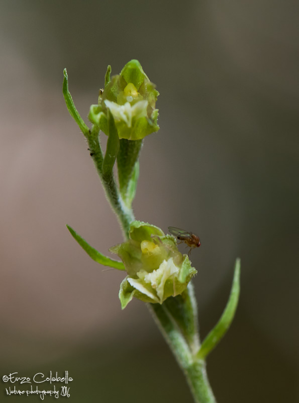 Epipactis microphylla